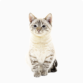 pet