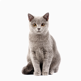 pet